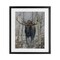 Stupell Industries Moose in Winter Birch Forest Framed Print Under Glass, design by James Corwin